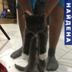 Подробнее об объявлении «Найдена кошка котёнок Калининград (Кенигсберг)» Фото: найдена кошка Британская длинношерстная «Найдена кошка котёнок Калининград (Кенигсберг)» в г. Калининград (Кенигсберг)