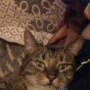 Подробнее об объявлении «Санкт-Петербург Найдена кошка на п.с. молодой кот» Фото: найдена кошка  «Санкт-Петербург Найдена кошка на п.с. молодой кот» в г. Санкт-Петербург