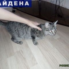 Подробнее об объявлении «Найдена кошка в ночь с на января года Кемерово» Фото: найдена кошка  «Найдена кошка в ночь с на января года Кемерово» в г. Кемерово