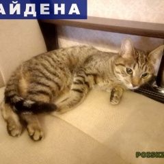 Подробнее об объявлении «Найдена кошка изумрудные холмы Красногорск» Фото: найдена кошка  «Найдена кошка изумрудные холмы Красногорск» в г. Красногорск