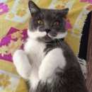 Подробнее об объявлении «Новосибирск Найден кот» Фото: найдена кошка  «Новосибирск Найден кот» в г. Новосибирск