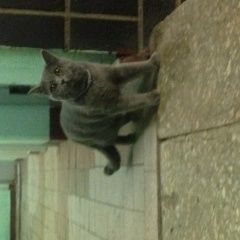Подробнее об объявлении «Москва Найдена кошка домашняя серая кошка с ошейником» Фото: найдена кошка  «Москва Найдена кошка домашняя серая кошка с...» в г. Москва