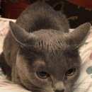 Подробнее об объявлении «Москва Найдена кошка серая, домашняя» Фото: найдена кошка  «Москва Найдена кошка серая, домашняя» в г. Москва