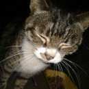 Подробнее об объявлении «Москва Найдена кошка домашняя кошка или кот» Фото: найдена кошка  «Москва Найдена кошка домашняя кошка или кот» в г. Москва