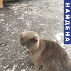 Подробнее об объявлении «Найдена кошка штландец серый Ростов-на-Дону» Фото: найдена кошка Шотландская вислоухая «Найдена кошка штландец серый Ростов-на-Дону» в г. Ростов-на-Дону