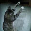Подробнее об объявлении «Москва Найден кот» Фото: найдена кошка  «Москва Найден кот» в г. Москва