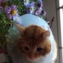 Подробнее об объявлении «Москва Найдена кошка рыжий кот в воротнике» Фото: найдена кошка  «Москва Найдена кошка рыжий кот в воротнике» в г. Москва