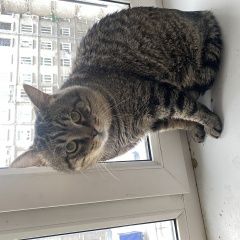 Подробнее об объявлении «Санкт-Петербург Найдена кошка кировский завод» Фото: найдена кошка  «Санкт-Петербург Найдена кошка кировский завод» в г. Санкт-Петербург