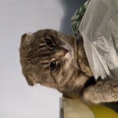 Подробнее об объявлении «Найден кот вислоухий Москва» Фото: найдена кошка  «Найден кот вислоухий Москва» в г. Москва