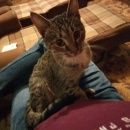 Подробнее об объявлении «Москва Найдена кошка в районе теплый стан» Фото: найдена кошка  «Москва Найдена кошка в районе теплый стан» в г. Москва