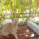 Подробнее об объявлении «Москва Найдена кошка» Фото: найдена кошка  «Москва Найдена кошка» в г. Москва