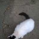 Подробнее об объявлении «Ставрополь Найдена кошка» Фото: найдена кошка  «Ставрополь Найдена кошка» в г. Ставрополь