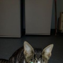 Подробнее об объявлении «Новосибирск Найден кот академгородок» Фото: найдена кошка  «Новосибирск Найден кот академгородок» в г. Новосибирск