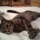 Подробнее об объявлении «Москва Найдена кошка явно домашняя г (м. аннино)» Фото: найдена кошка  «Москва Найдена кошка явно домашняя г (м. аннино)» в г. Москва