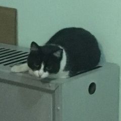 Подробнее об объявлении «Москва Найдена кошка» Фото: найдена кошка  «Москва Найдена кошка» в г. Москва