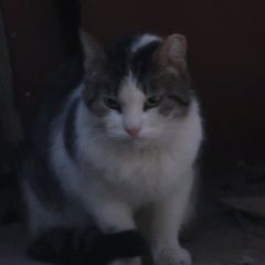 Подробнее об объявлении «Найдена кошка появилась во дворе потерявшаяся кошка Санкт-Петербург» Фото: найдена кошка  «Найдена кошка появилась во дворе потерявшаяся...» в г. Санкт-Петербург