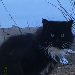 Подробнее об объявлении «Переславль-Залесский Найден кот» Фото: найдена кошка  «Переславль-Залесский Найден кот» в г. Переславль-Залесский