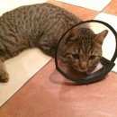 Подробнее об объявлении «Найден кот Балашиха» Фото: найдена кошка  «Найден кот Балашиха» в г. Балашиха