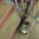 Подробнее об объявлении «Москва Найдена кошка» Фото: найдена кошка  «Москва Найдена кошка» в г. Москва