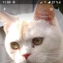 Подробнее об объявлении «Найден кот. Санкт-Петербург» Фото: найдена кошка  «Найден кот. Санкт-Петербург» в г. Санкт-Петербург