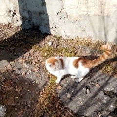 Подробнее об объявлении «Найден кот молодой кот (1-1, 5г) Муром» Фото: найдена кошка  «Найден кот молодой кот (1-1, 5г) Муром» в г. Муром