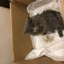 Подробнее об объявлении «Найдена кошка Кострома» Фото: найдена кошка  «Найдена кошка Кострома» в г. Кострома