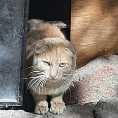 Подробнее об объявлении «Найден кот рыжий вислоухий кот в центре маке Макеевка» Фото: найдена кошка Скоттиш фолд (шотландская вислоухая) «Найден кот рыжий вислоухий кот в центре маке...» в г. Макеевка