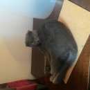 Подробнее об объявлении «Москва Найден кот» Фото: найдена кошка  «Москва Найден кот» в г. Москва