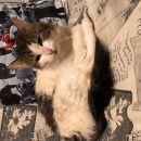 Подробнее об объявлении «Одинцово Найден кот новая трехгорка» Фото: найдена кошка  «Одинцово Найден кот новая трехгорка» в г. Одинцово