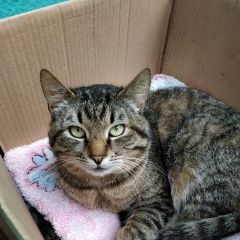 Подробнее об объявлении «Москва Найден кот» Фото: найдена кошка  «Москва Найден кот» в г. Москва