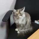 Подробнее об объявлении «Москва Найдена кошка» Фото: найдена кошка  «Москва Найдена кошка» в г. Москва