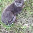 Подробнее об объявлении «Москва Найдена кошка похожа на британку» Фото: найдена кошка Британская короткошерстная «Москва Найдена кошка похожа на британку» в г. Москва