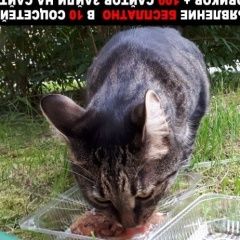 Подробнее об объявлении «Москва Найдена кошка кот или кошка» Фото: найдена кошка  «Москва Найдена кошка кот или кошка» в г. Москва