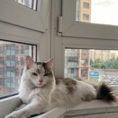 Подробнее об объявлении «Санкт-Петербург Найдена кошка - дунайский проспект 28 к2» Фото: найдена кошка  «Санкт-Петербург Найдена кошка - дунайский...» в г. Санкт-Петербург