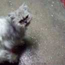 Подробнее об объявлении «Москва Найдена кошка серый кот» Фото: найдена кошка  «Москва Найдена кошка серый кот» в г. Москва