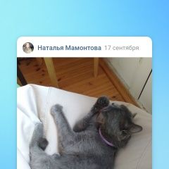 Подробнее об объявлении «Найдена кошка британская кошка в сиреневом оше Нижний Новгород» Фото: найдена кошка  «Найдена кошка британская кошка в сиреневом оше...» в г. Нижний Новгород