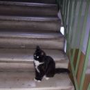 Подробнее об объявлении «Москва Найдена кошка восточное измайлово, 7-я парковая ул, д.7» Фото: найдена кошка  «Москва Найдена кошка восточное измайлово, 7-я...» в г. Москва