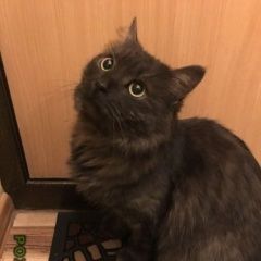 Подробнее об объявлении «Найдена кошка серый с небольшими полосками крупный Санкт-Петербург» Фото: найдена кошка  «Найдена кошка серый с небольшими полосками...» в г. Санкт-Петербург