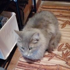 Подробнее об объявлении «Москва Найдена кошка прима парк, щербинка» Фото: найдена кошка  «Москва Найдена кошка прима парк, щербинка» в г. Москва