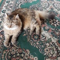 Подробнее об объявлении «Найдена кошка Королев» Фото: найдена кошка  «Найдена кошка Королев» в г. Королев
