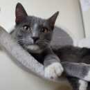 Подробнее об объявлении «Москва Найден кот молодой кот» Фото: найдена кошка  «Москва Найден кот молодой кот» в г. Москва