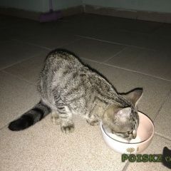 Подробнее об объявлении «Москва Найдена кошка % домашная северное бутово» Фото: найдена кошка  «Москва Найдена кошка % домашная северное бутово» в г. Москва