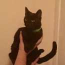 Подробнее об объявлении «Мытищи Найдена кошка черная кошечка» Фото: найдена кошка  «Мытищи Найдена кошка черная кошечка» в г. Мытищи