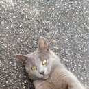 Подробнее об объявлении «Санкт-Петербург Найден кот» Фото: найдена кошка Русская голубая «Санкт-Петербург Найден кот» в г. Санкт-Петербург