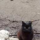 Подробнее об объявлении «Одинцово Найден кот» Фото: найдена кошка  «Одинцово Найден кот» в г. Одинцово