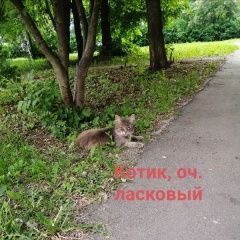 Подробнее об объявлении «Найдена кошка безхозные кошки Орехово-Зуево» Фото: найдена кошка  «Найдена кошка безхозные кошки Орехово-Зуево» в г. Орехово-Зуево