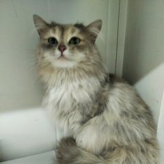Подробнее об объявлении «Москва Найдена кошка» Фото: найдена кошка Сибирская «Москва Найдена кошка» в г. Москва