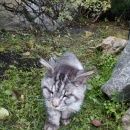 Подробнее об объявлении «Новосибирск Найдена кошка майн-кун» Фото: найдена кошка Мейн-кун «Новосибирск Найдена кошка майн-кун» в г. Новосибирск