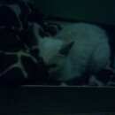 Подробнее об объявлении «Москва Найдена кошка» Фото: найдена кошка  «Москва Найдена кошка» в г. Москва