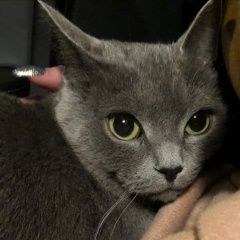 Подробнее об объявлении «Москва Найдена кошка метро аэропорт» Фото: найдена кошка  «Москва Найдена кошка метро аэропорт» в г. Москва